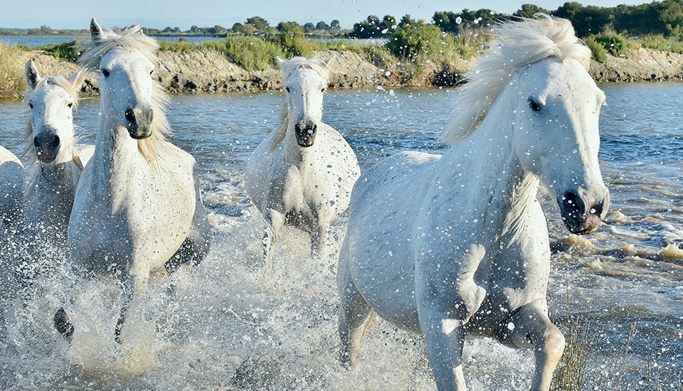 chevaux camargais